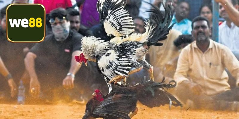 Tìm hiểu về các hình thức chấp tiền gà chọi phổ biến nhất hiện nay