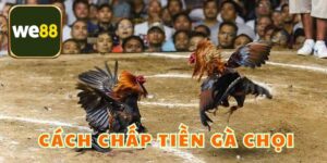 Cách Chấp Tiền Gà Chọi - Hướng Dẫn Chi Tiết Cho Newbie