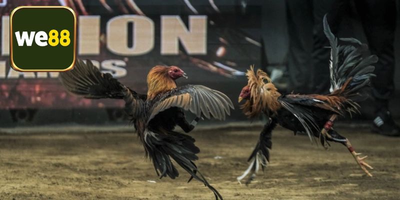 Hiểu rõ về khái niệm cách chấp tiền gà chọi là gì