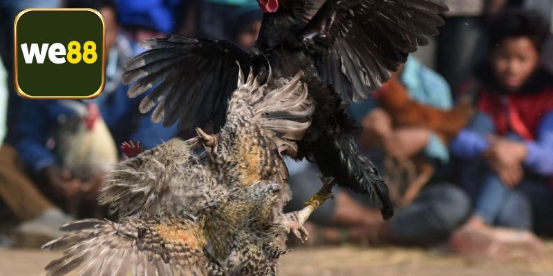 Một số sai lầm cần tránh khi chọn chấp tiền gà chọi